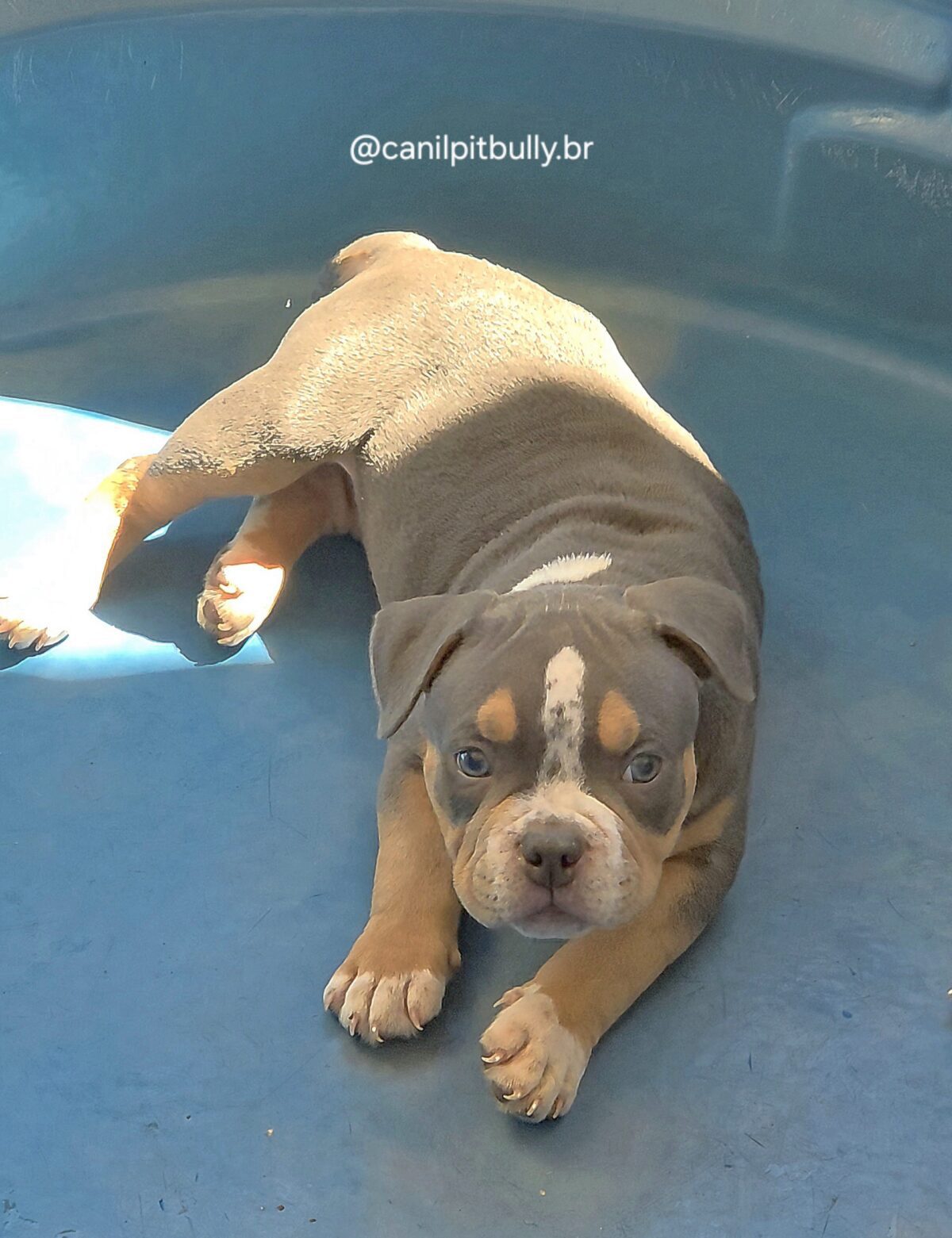 American Bully Macho Tri-blue