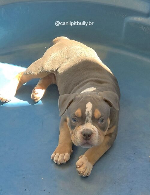 American Bully Macho Tri-blue