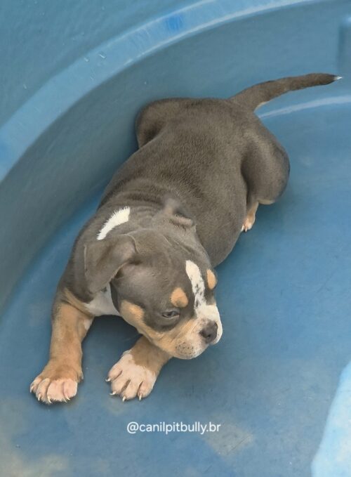 American Bully Macho Tri-blue