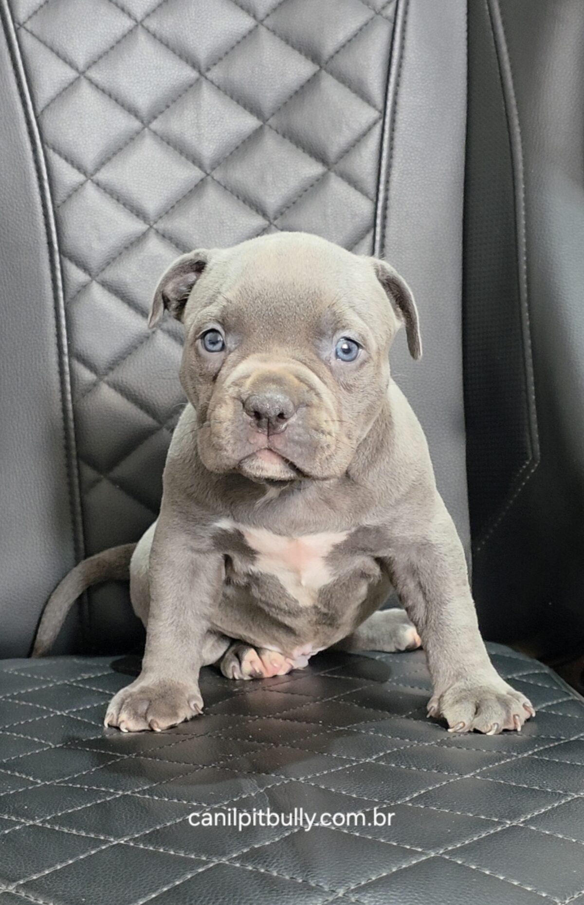 Pit Monster Macho cinza Bluenose