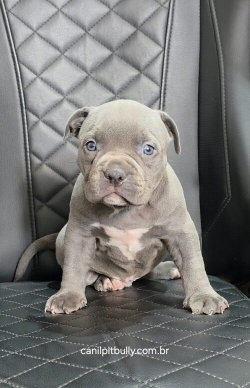 Pit Monster Macho cinza Bluenose