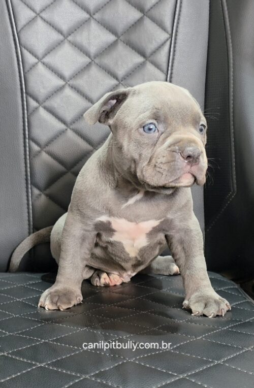 Pit Monster Macho cinza Bluenose