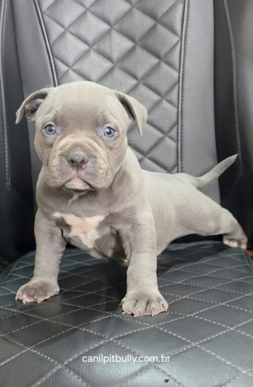 Pit Monster Macho cinza Bluenose