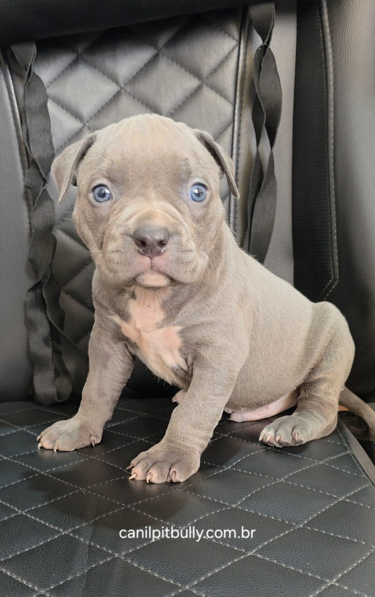Pit Monster Macho cinza Bluenose