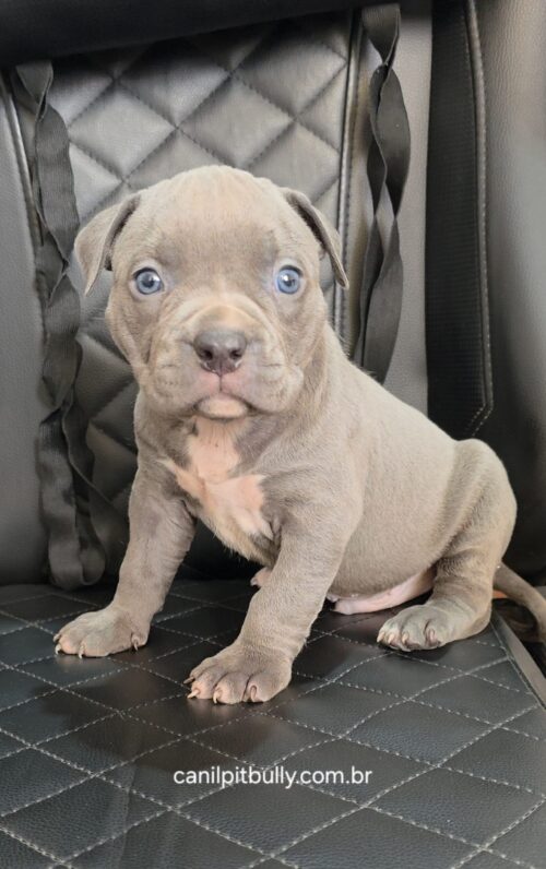 Pit Monster Macho cinza Bluenose