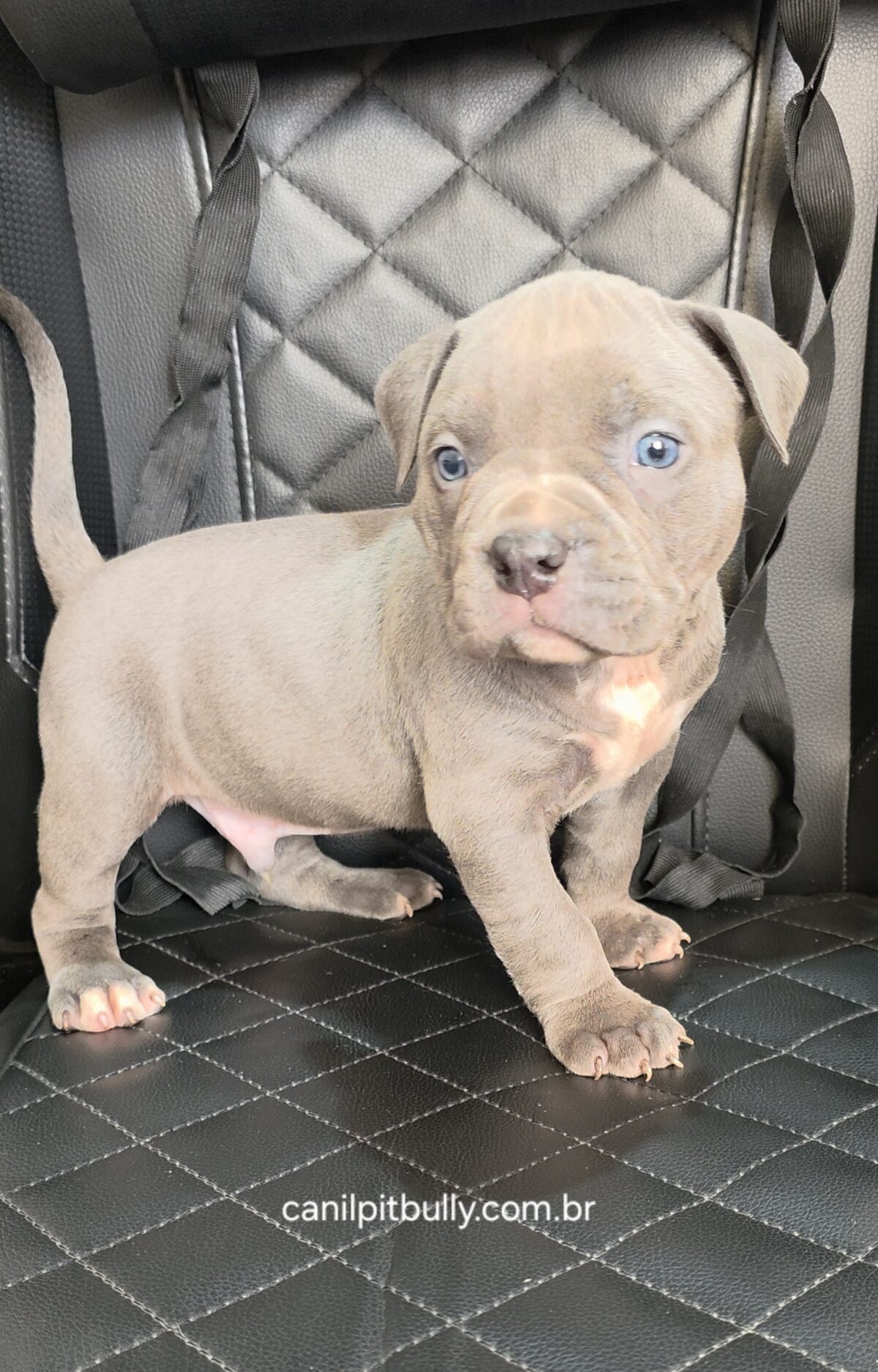 Pit Monster Macho cinza Bluenose