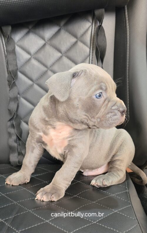 Pit Monster Macho cinza Bluenose