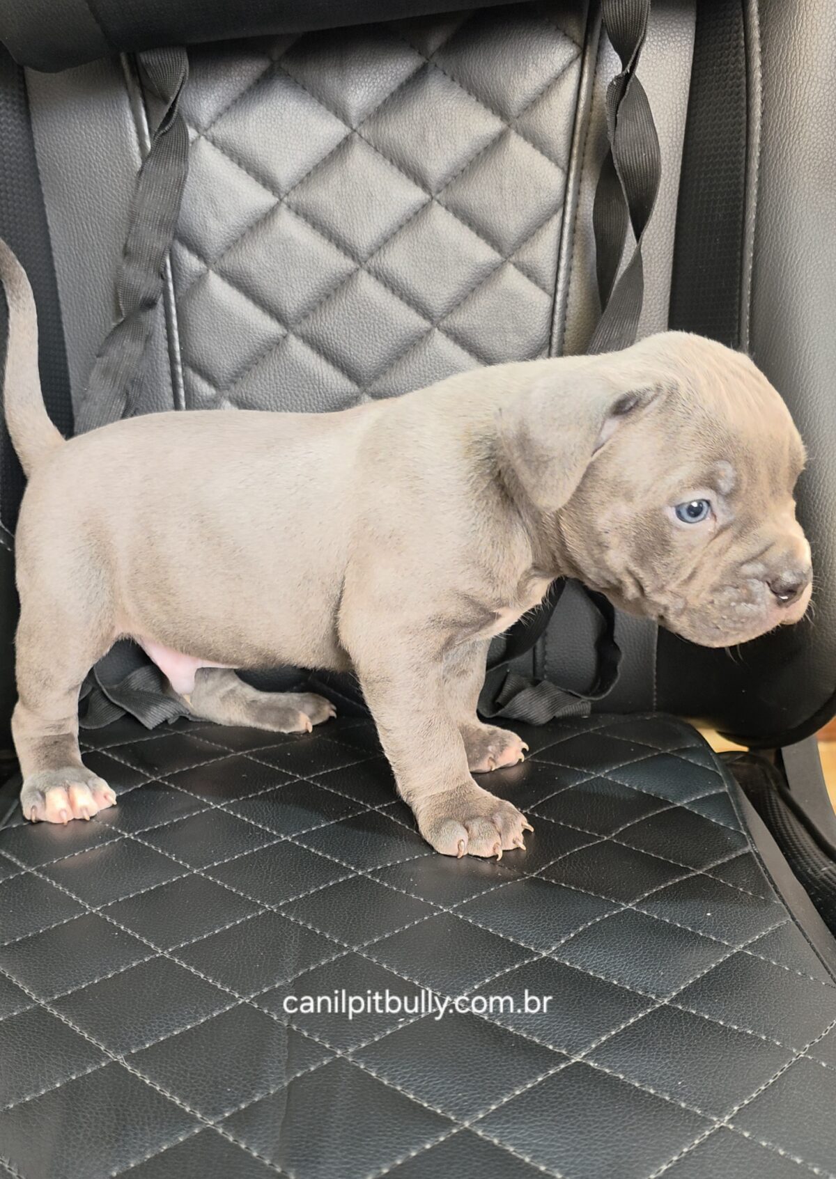 Pit Monster Macho cinza Bluenose