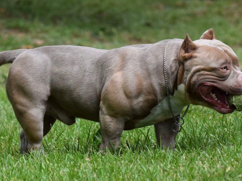 american-bully-exercicios-boa-forma