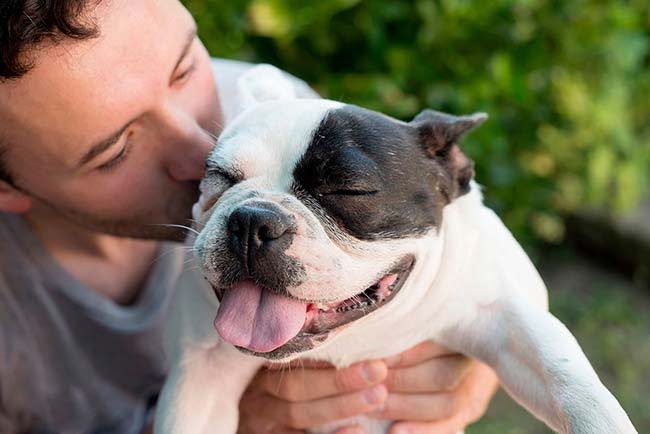 cachorro-animal-mais-popular-dos-brasileiros