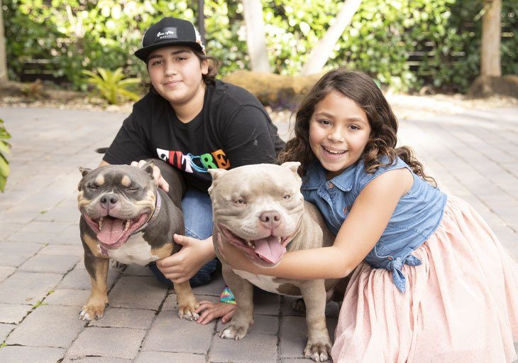 Canil especializado em Pit Monster e American Bully