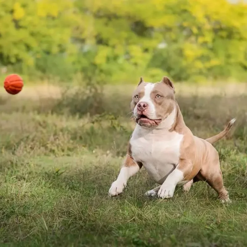 como-cuidar-da-saúde-do-seu-american-bully.jpg