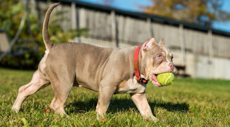 dicas-para-manter-peso-ideal-pitbull-american-bully